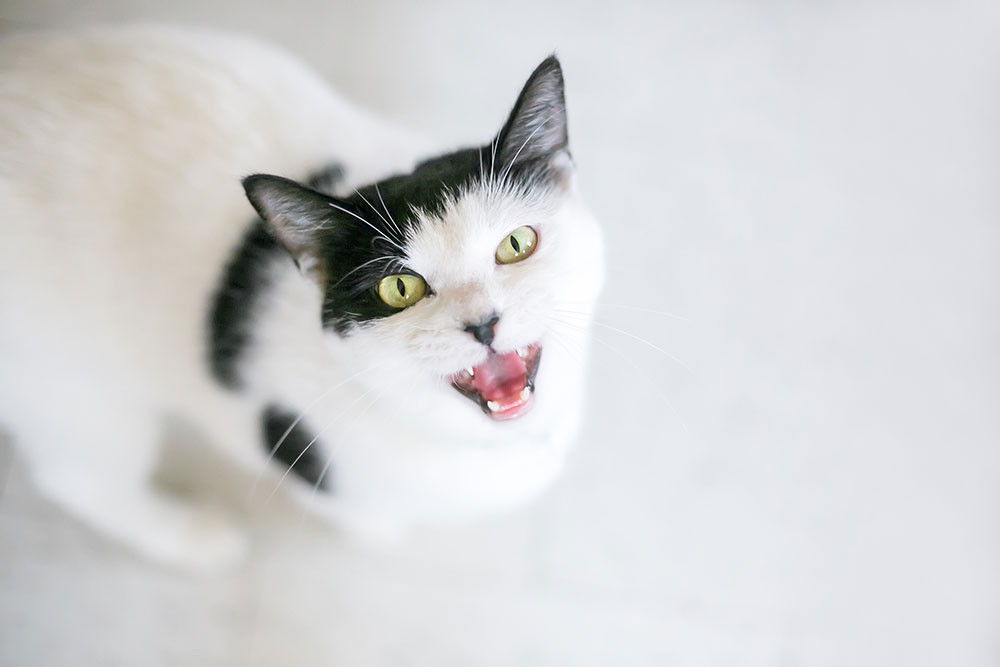 A tabby cat looking attentively with its mouth slightly open, as if meowing.