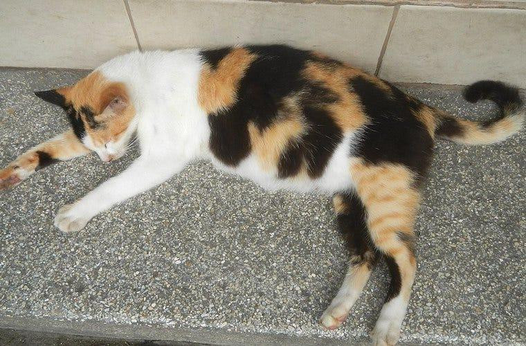 Pregnant calico cat sleeping