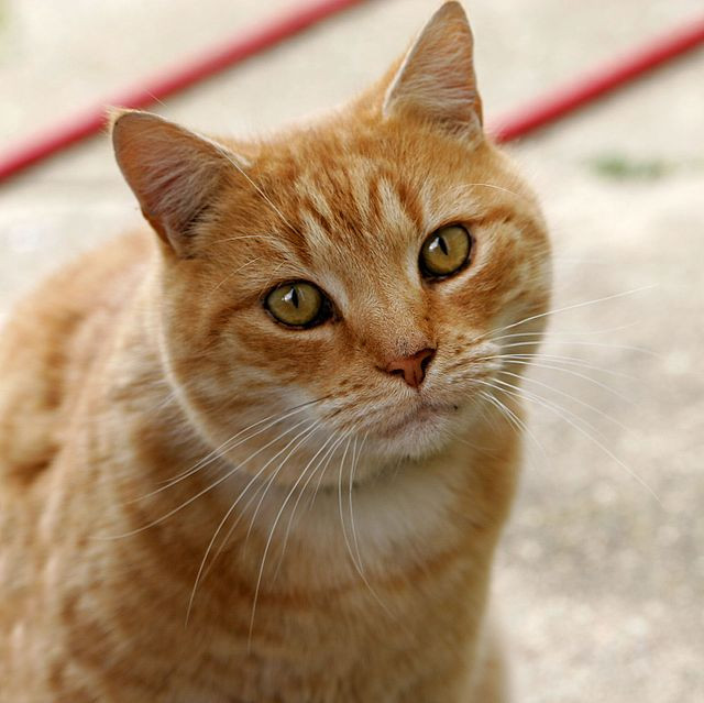 A playful domestic cat with green eyes