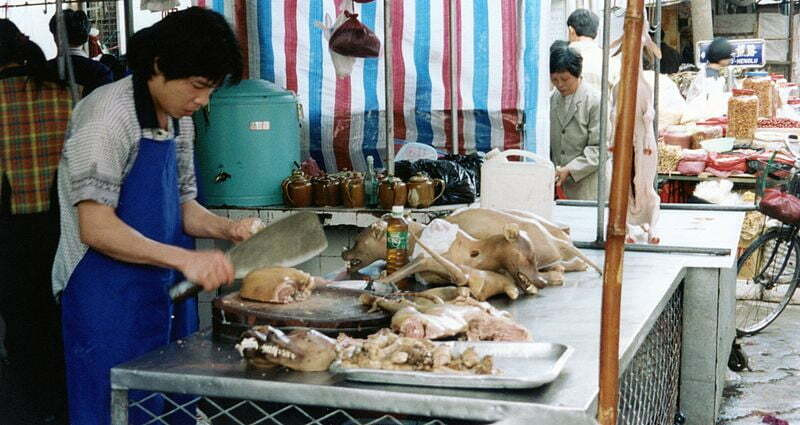 Dogs being butchered in Guangdong, China in 1999, highlighting the historical practices of the dog meat trade