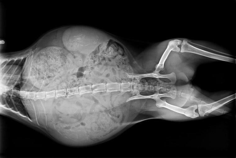 Pregnant cat radiography