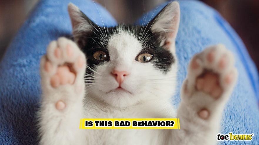 A Cat Holding Out Their Paws Image by Toe Beans