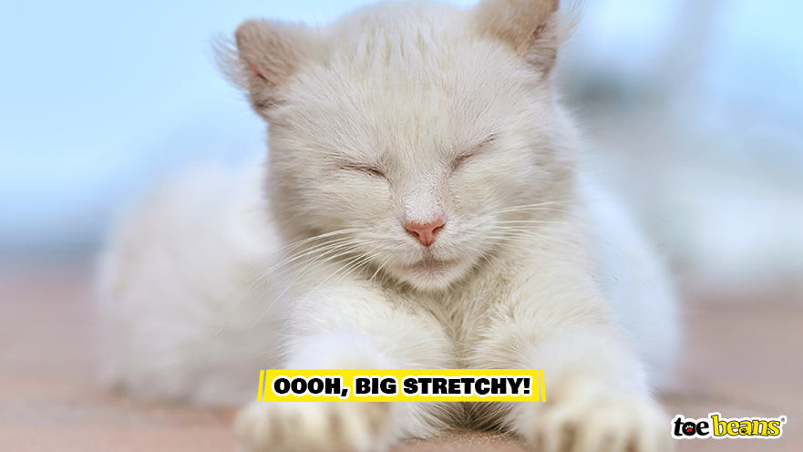 A Cat Stretching Image by Toe Beans