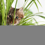 Adorable-cat-near-houseplant-on-floor-at-home