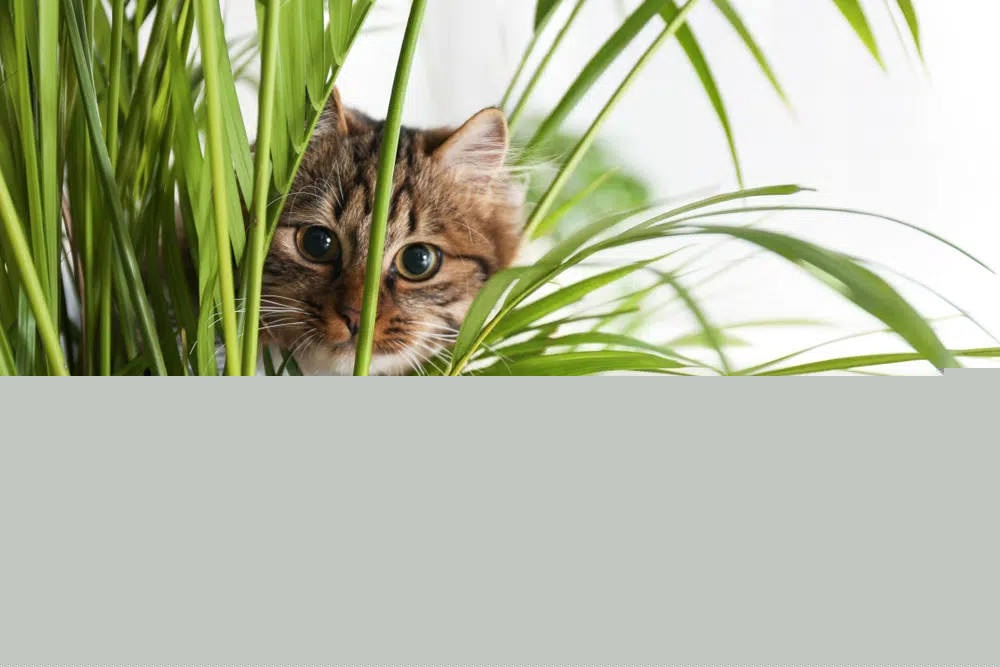 Adorable-cat-near-houseplant-on-floor-at-home