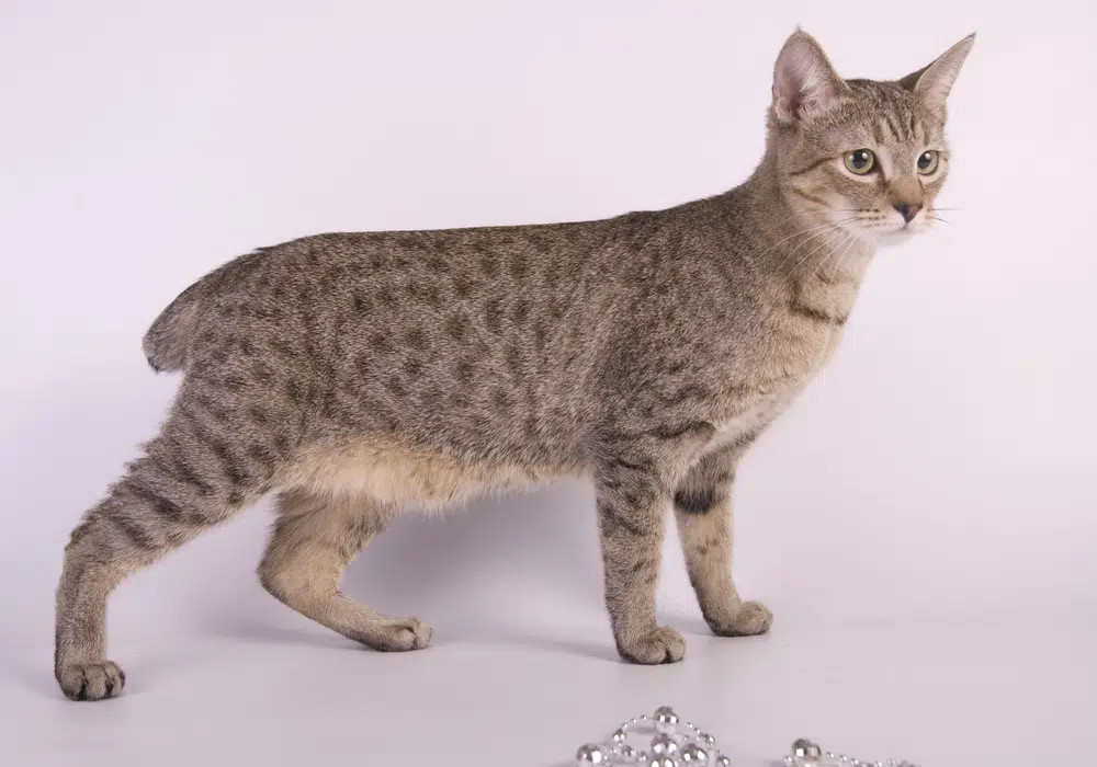 American Bobtail cat on a white background, showcasing their bobbed tail and domestic nature