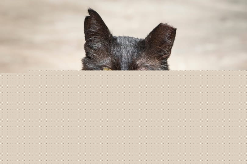 ear tipped feral cat