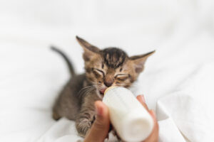 Cat-Sip lactose free milk