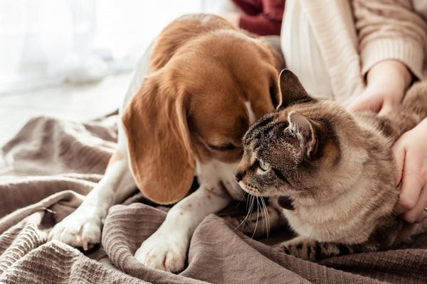 Beagle snuggling with a cat, representing comfort and companionship