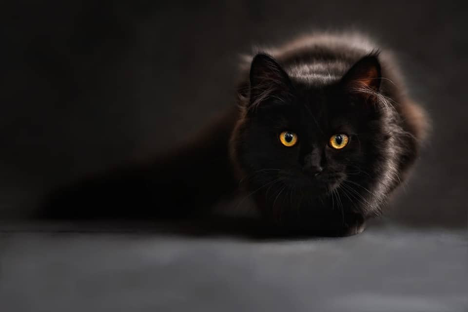 A black cat, often associated with mystical protection, stares intently