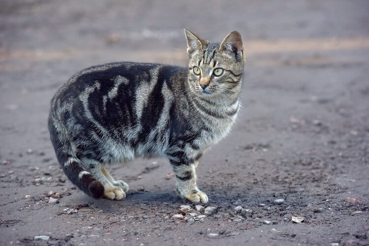Mackerel Tabby Cat