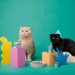 Bombay Cat Enjoying Wet Food