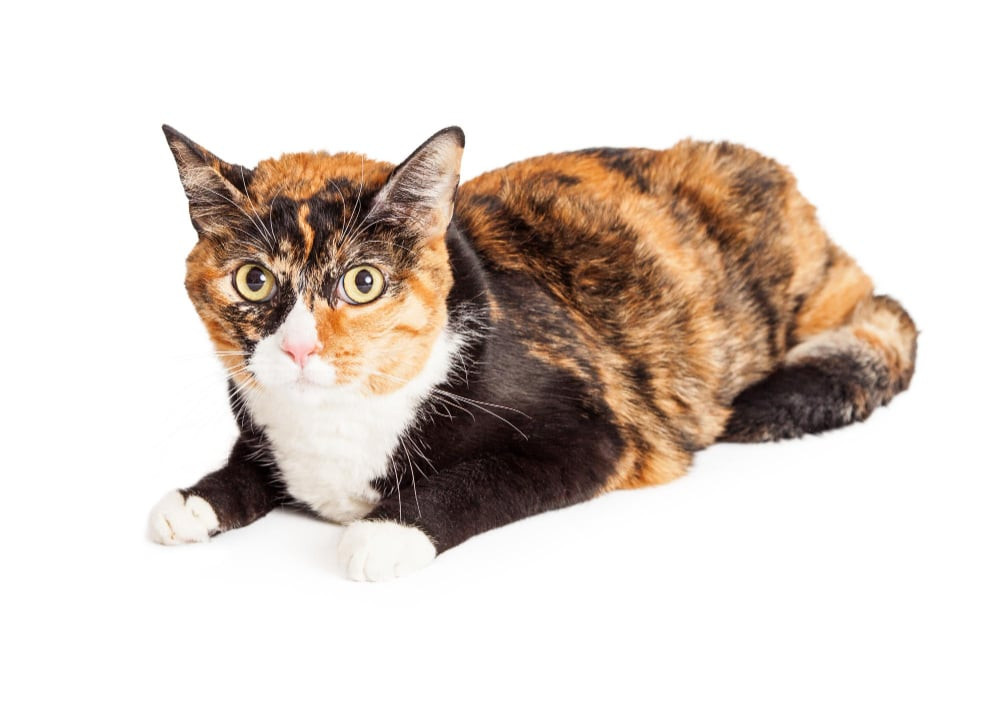 A calico cat, believed to bring good luck, gazes serenely