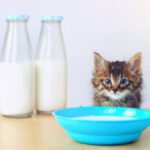 Kitten drinking milk