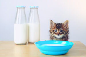 Kitten drinking milk