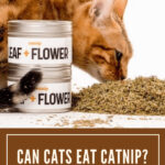 Bengal cat sniffing catnip, capturing the essence of feline curiosity