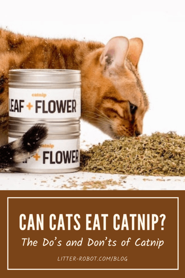 Bengal cat sniffing catnip, capturing the essence of feline curiosity