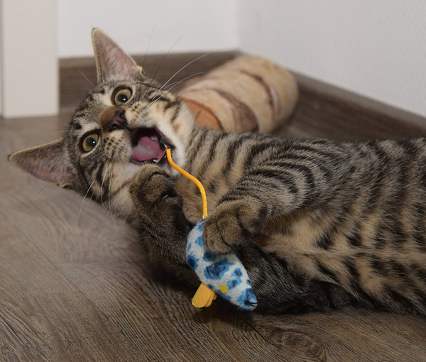 A domestic cat playfully engages with a toy mouse, embodying a controlled hunting scenario