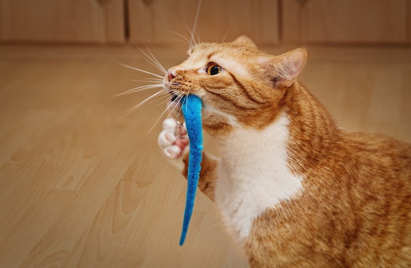 A cat enthusiastically leaps to catch a toy resembling a moth, illustrating active play