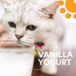 cat looking at yogurt