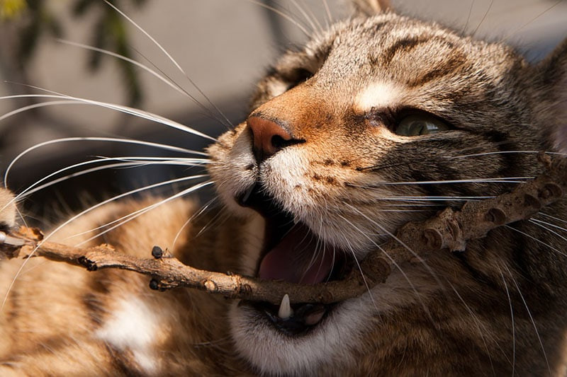 A cat cautiously exploring, possibly sensing unseen energies