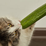 Cat eating cucumber