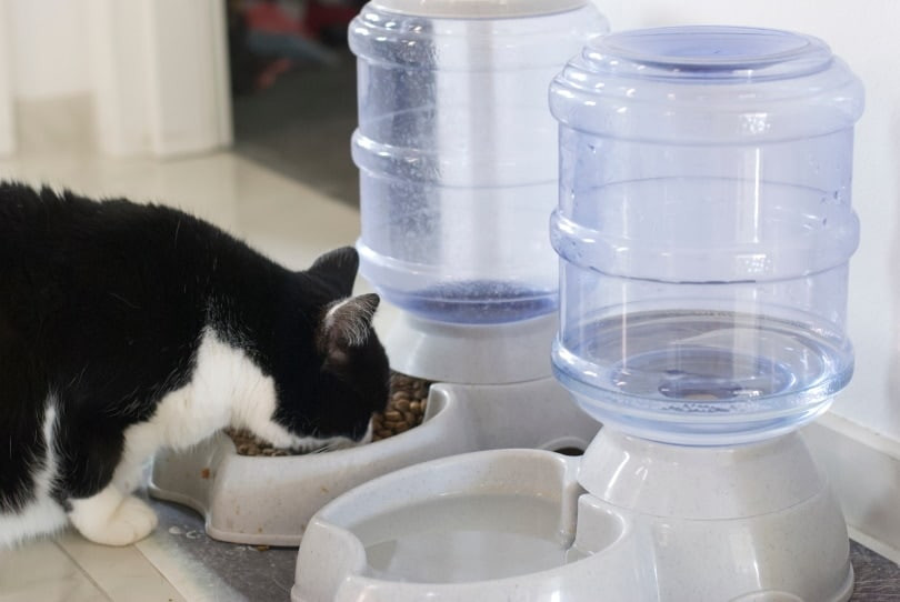 Cat sits and waits for food
