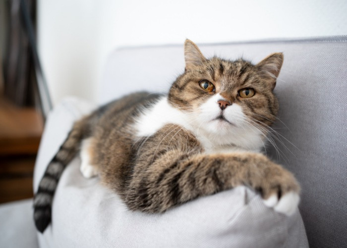 Spraying scents to deter cats