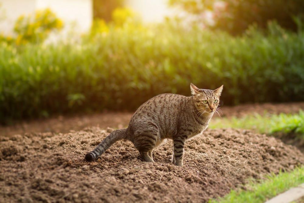 cat pooping outside