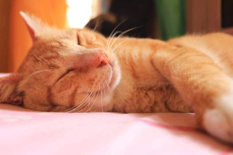 Cat stretches on owner's bed