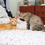 cat smelling another cat