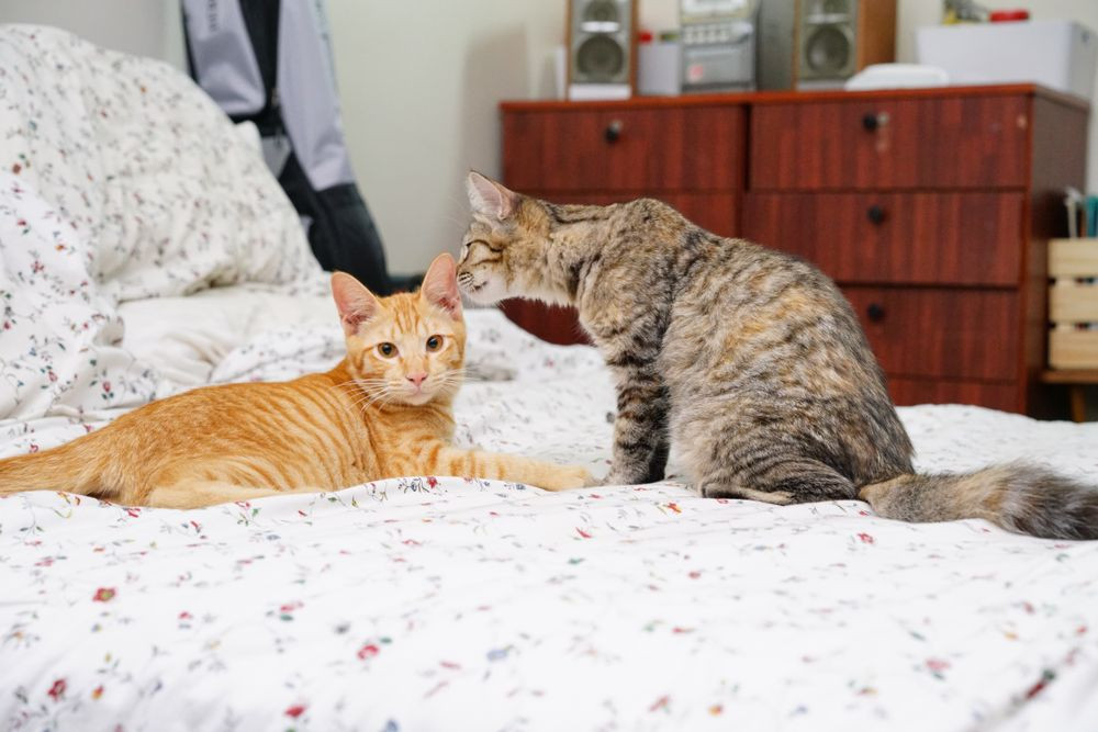 cat smelling another cat