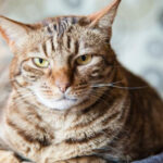 Cat staring intently, ready to play