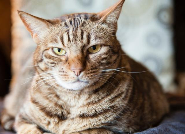 Cat staring intently, ready to play