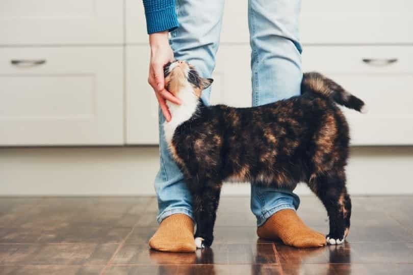 A person petting a purring cat, highlighting the therapeutic benefits