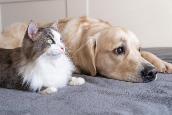 Cat and dog staring ahead, showcasing a peaceful coexistence