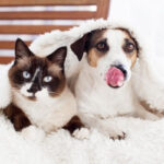 Dog affectionately licking a cat's head, showcasing their bond