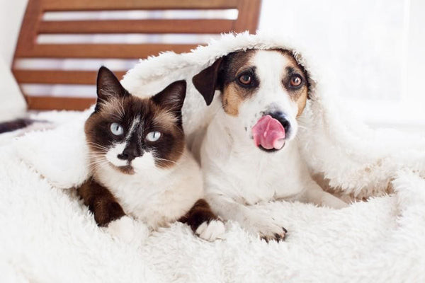 Dog affectionately licking a cat's head, showcasing their bond