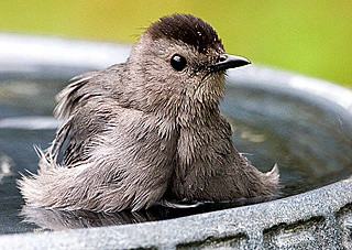 Gray Catbird perched on a branch in dense foliage