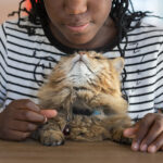 Orange tabby cat resting on a woman's lap, indicating a bond between humans and pets