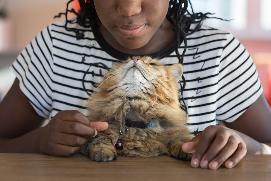 Orange tabby cat resting on a woman's lap, indicating a bond between humans and pets