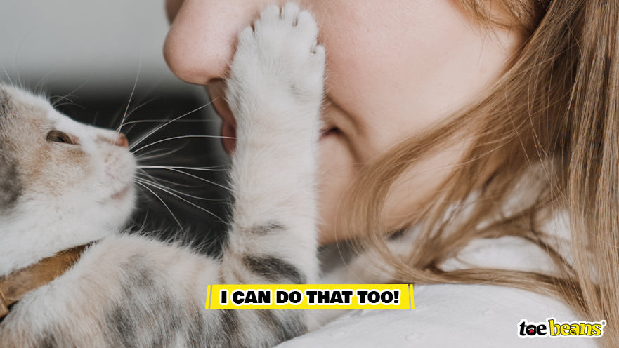 Cat Mimicking Their Owner Image by Toe Beans