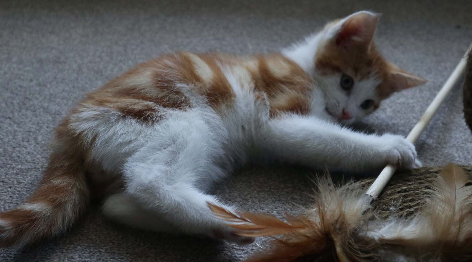 Cat playing before bedtime to wear them out, demonstrating interactive play to stop scratching