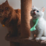 Cat using a scratching post indoors with a human nearby, showing a positive interaction to stop a cat scratching