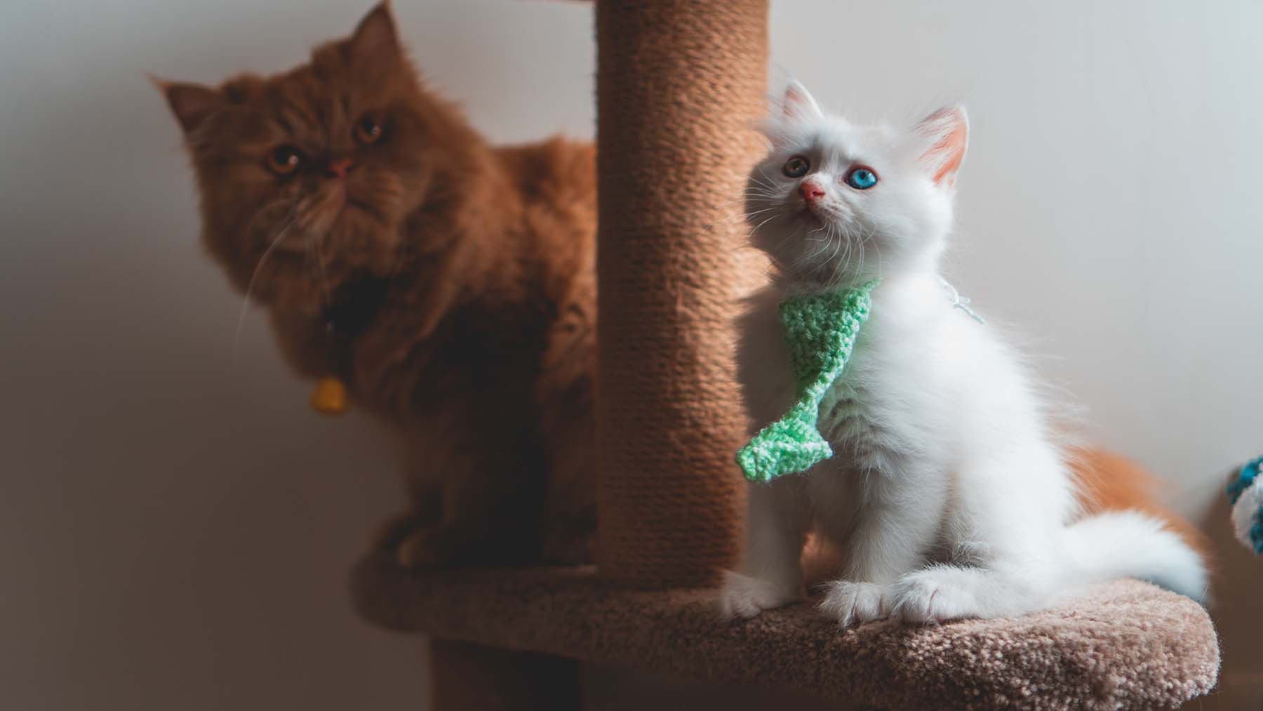 Cat using a scratching post indoors with a human nearby, showing a positive interaction to stop a cat scratching