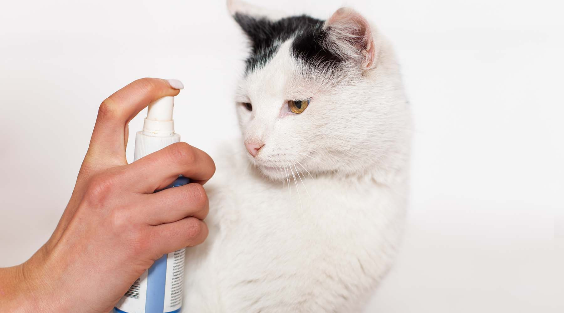 Cat near a spray bottle, representing the use of deterrent sprays to stop scratching at doors, a common training technique