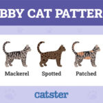 Classic Tabby Cat