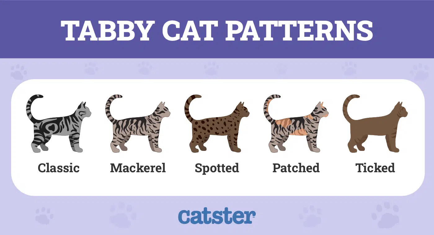 Classic Tabby Cat
