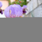 Close up purple iris flower