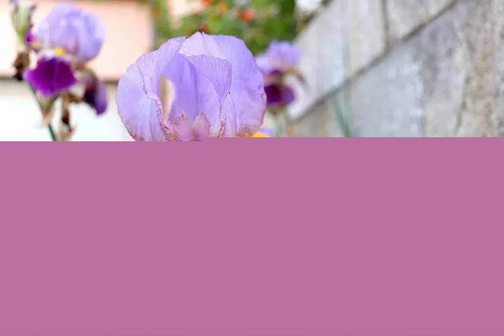 Close up purple iris flower
